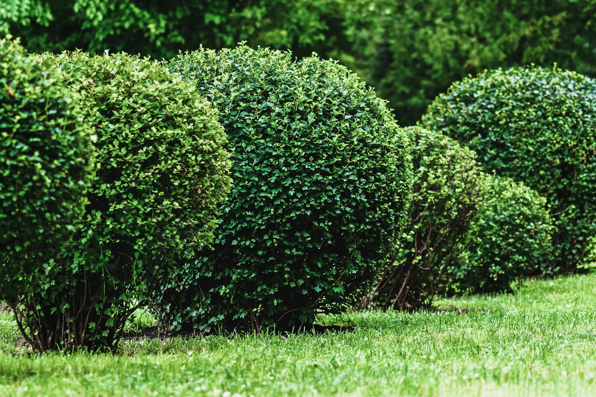 ball shaped shrubs in city park, topiary art