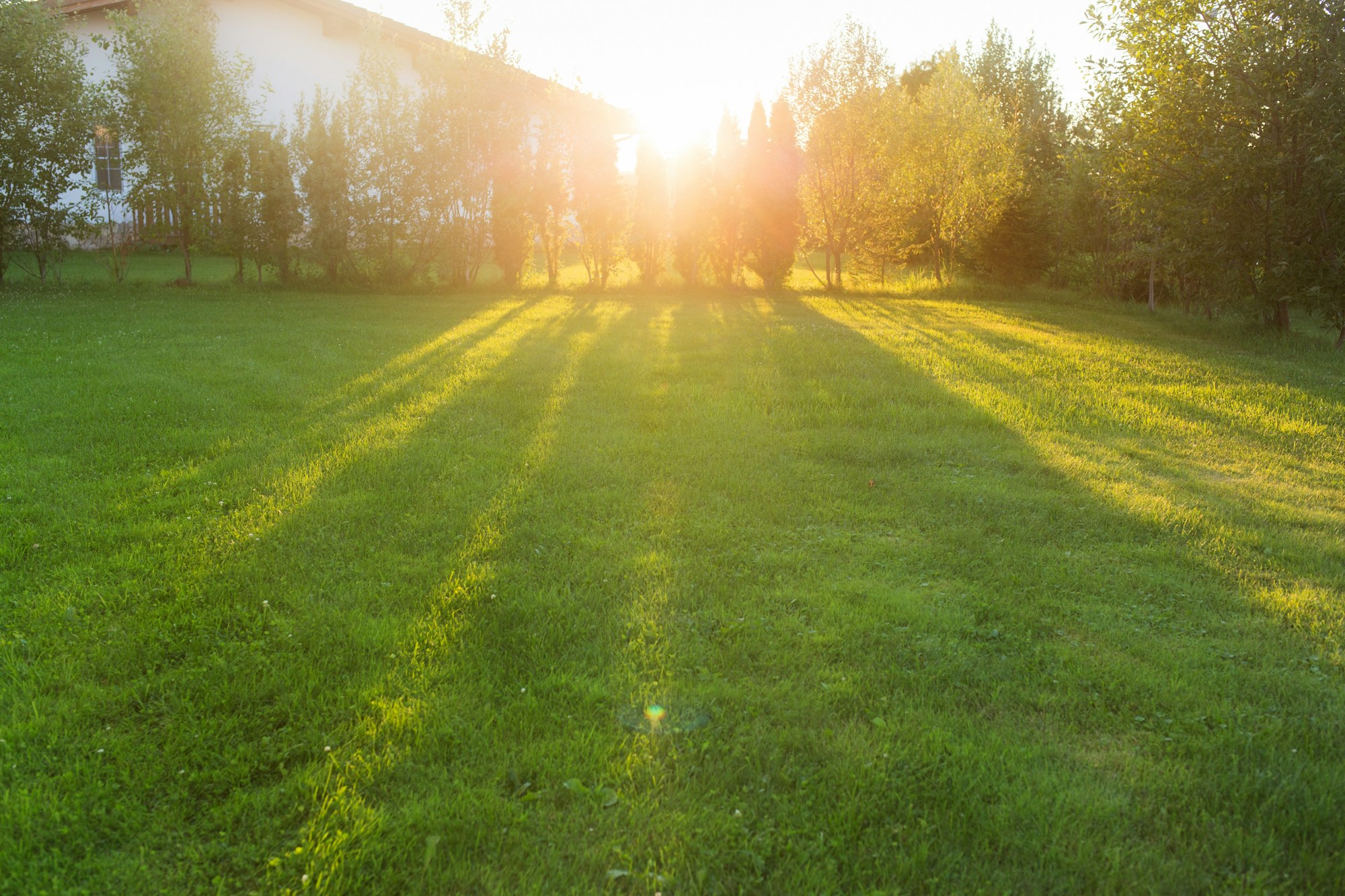 Front or Back Yard of House. background of grass lawn in spring or summer. green thuja hedge.